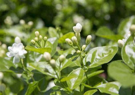 茉莉花種植禁忌|盆栽茉莉花的種植方法和養護技巧，簡單5個步驟花兒滿枝頭